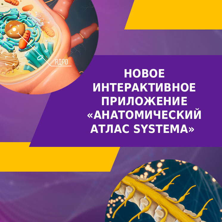 Анатомический атлас SYSTEMA